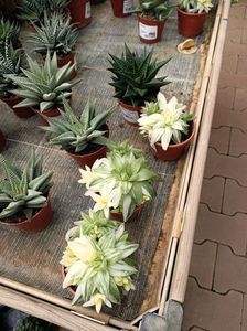 Img.2024.07.02; Haworthia ssp. Variegat a 8,99€
