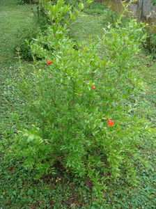 Primele flori