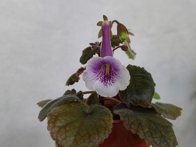 Cindy Ella (4-07-2024)