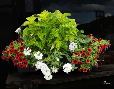Flowers in Wakefield 3, QC
