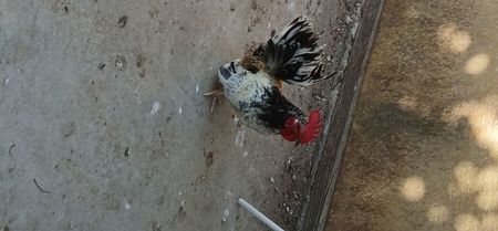 Cocoșei.  Chabo  sa vândut; Sa vândut
