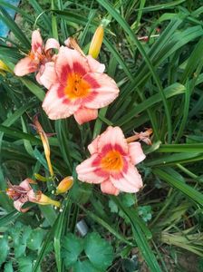 IMG20240704201536