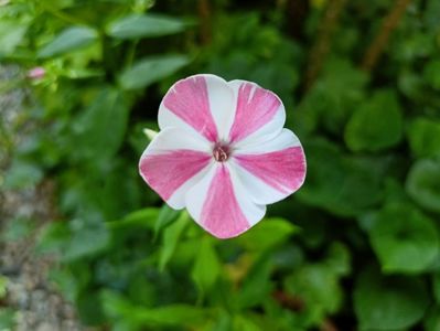 Peppermint Twist
