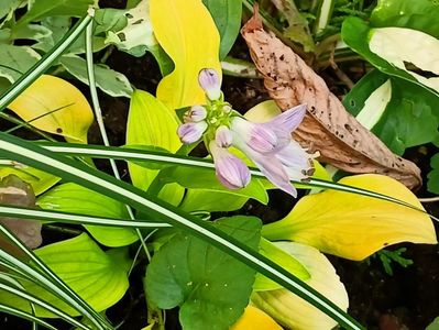 Hosta Sun Mouse