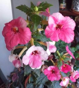 received_1119597188721416