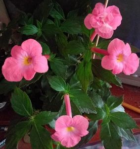 received_1177457449799430