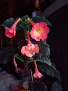 received_1236372426966467