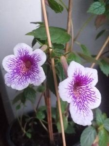 received_570310734985600