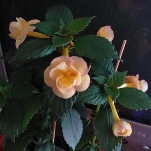 received_703934161183164