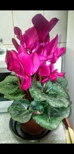 Screenshot_20210307-155604_Photos