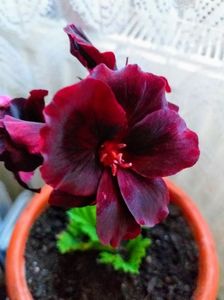 20240620_152917-EFFECTS