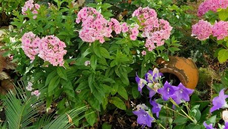 Phlox