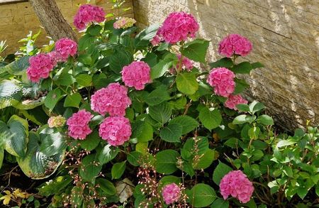 Hortensia