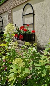 Hortensia paniculata arborescens