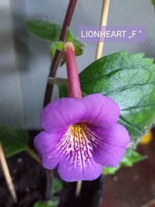 ; LIONHEART F
