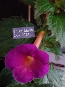 BriD's  Maria