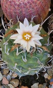 Din nou turbinicarpus