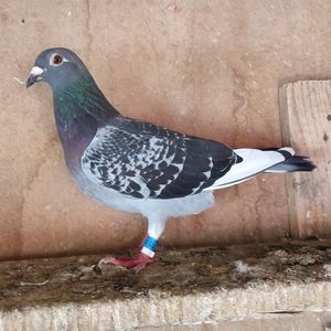 Femela 21-483