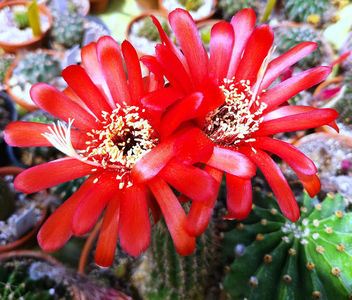 Trichocereus lobivioides v grandiflorum