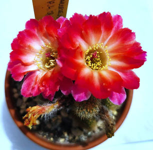 Chamaecereus Pan17_4_08 d8