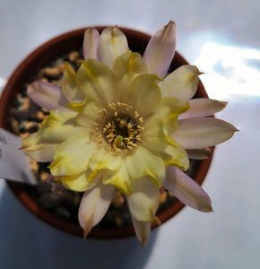 Chamaecereus hb PAN 17 4 147
