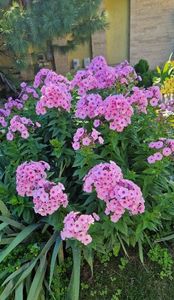 Phlox