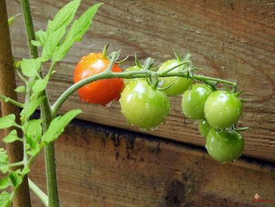RED-GREEN Tomatoes
