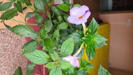 IMG-20240703-WA0026