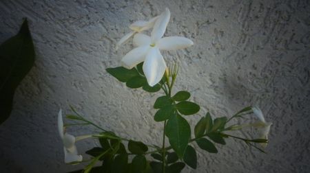Jasmin officinale