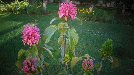 Justicia carnea,afectata de caldura