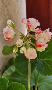Happy appleblossom