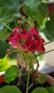 Plum Rambler