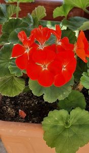 Rosu din jardiniera