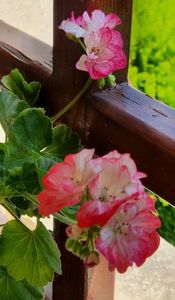 Princess Sandra 2; Constat ca am doua plante
