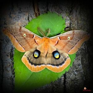 PolyPhemus Moth seen in Val des Monts, QC