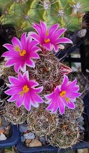 Mammillaria sheldonii