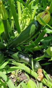 Zucchini