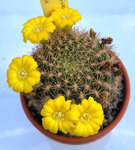 Weingartia pulquinensis
