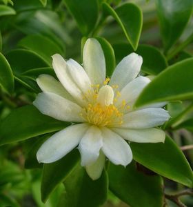 Pereskia