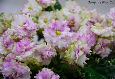 Morgan s Rose Cotage
