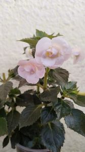 pe canicula