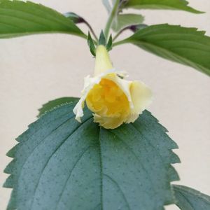 RFs Frilly