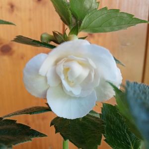RFs Pina Colada