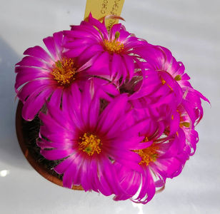 Mammillaria guelzowiana v robustior