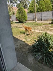 La geamul meu...