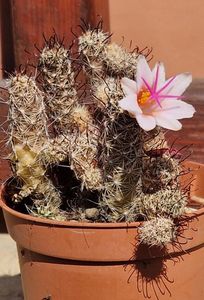 Mammillaria thornberi