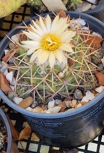 Coryphanta sulcolanata din nou cu floare