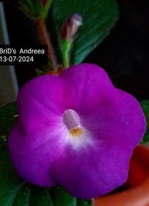 ; BriD's Andrea 
13-07-2024
