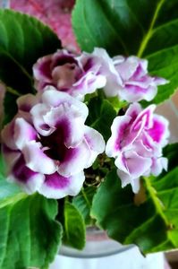 14.07.2024; Gloxinia
