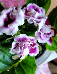 14.07.2024; Gloxinia
